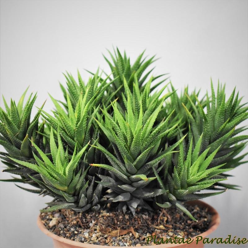 Haworthia attenuata var. radula Display pic of an older plant