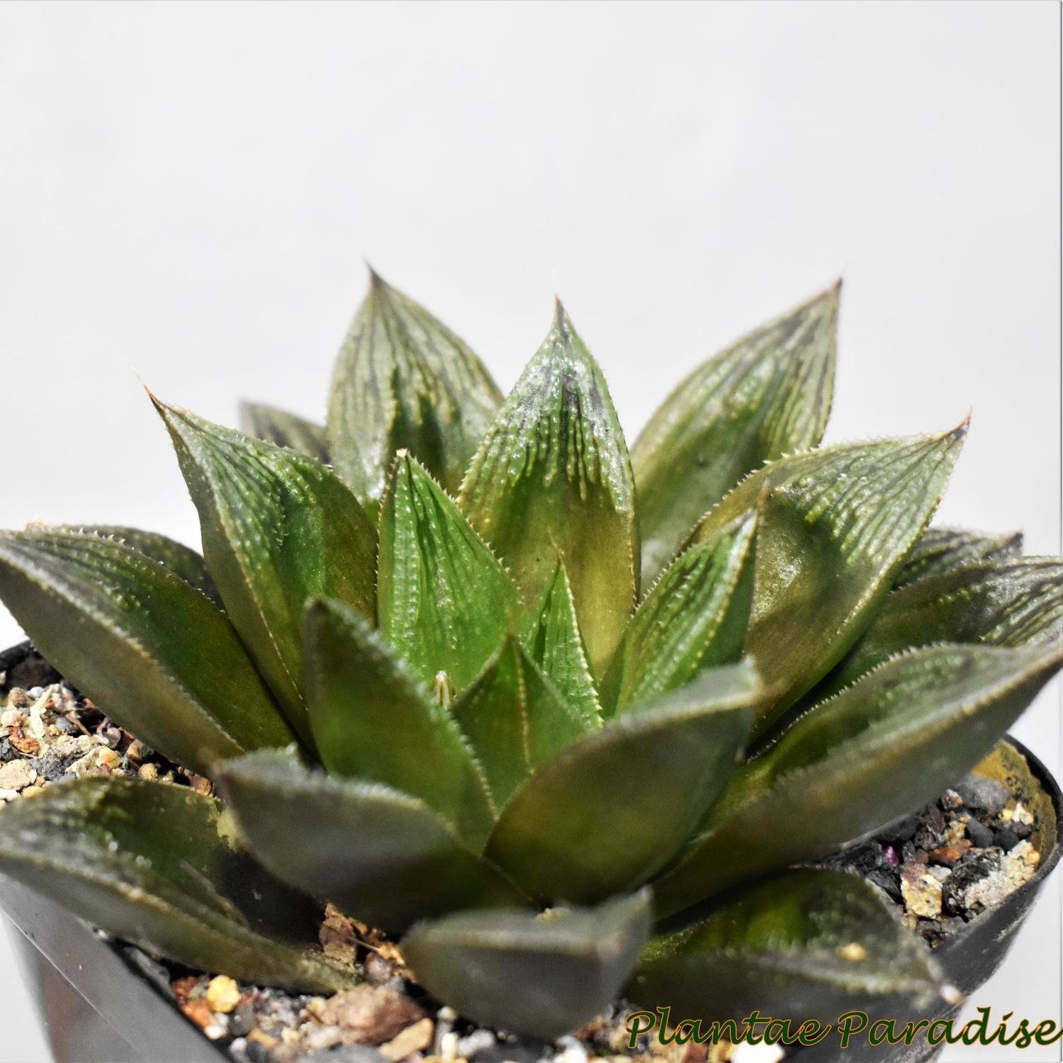 Haworthia