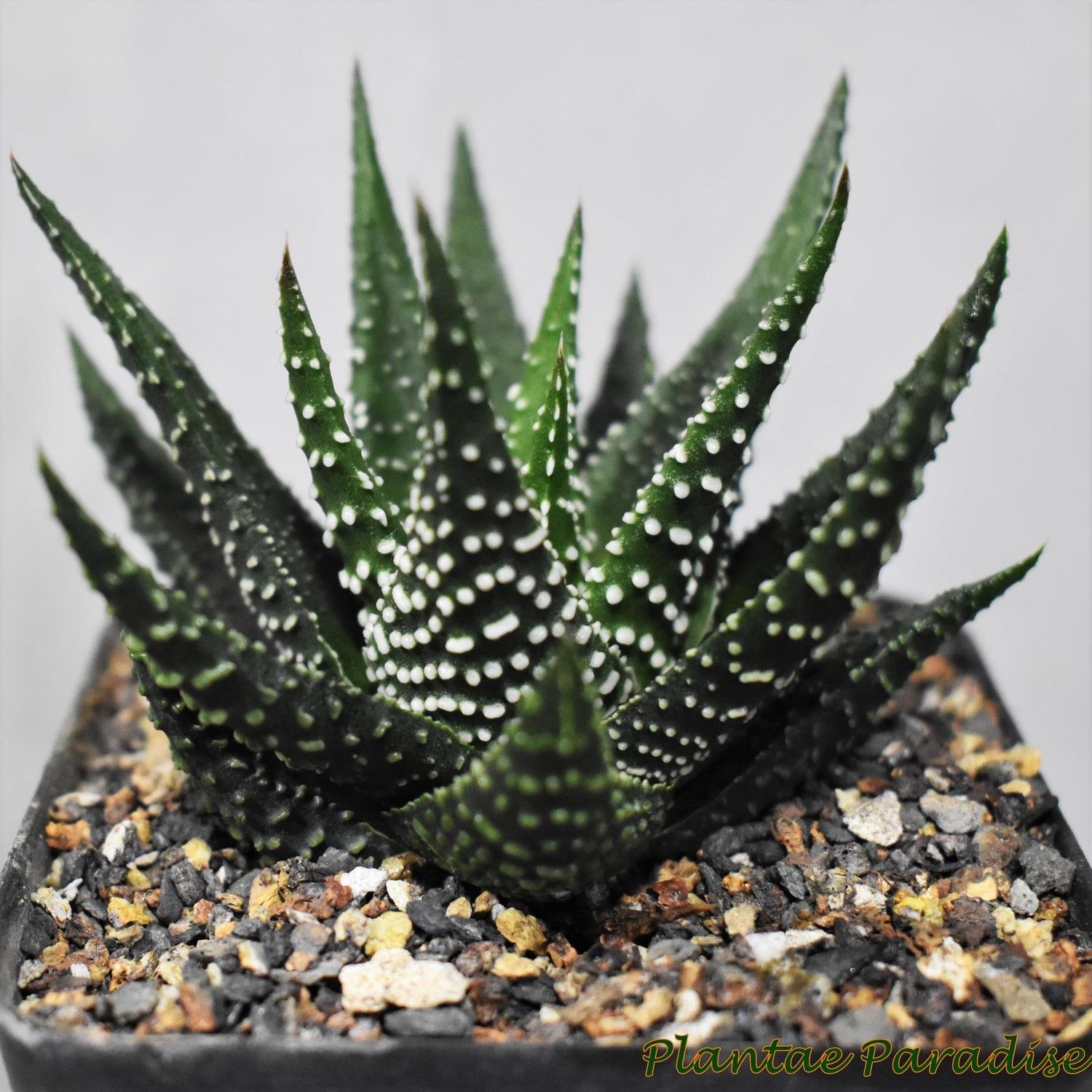 Haworthia pumilla Long leaf clone