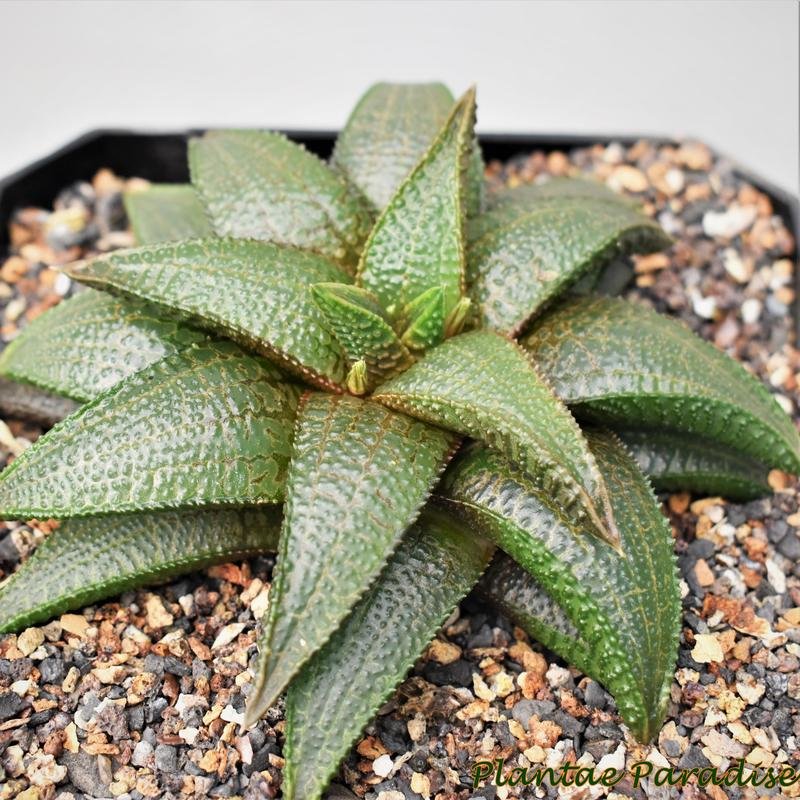 Haworthia koelmaniorum Haworthia koelmaniorum