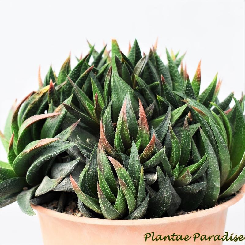 Astroloba sp DISPLAY PIC OF SPECIMEN PLANT