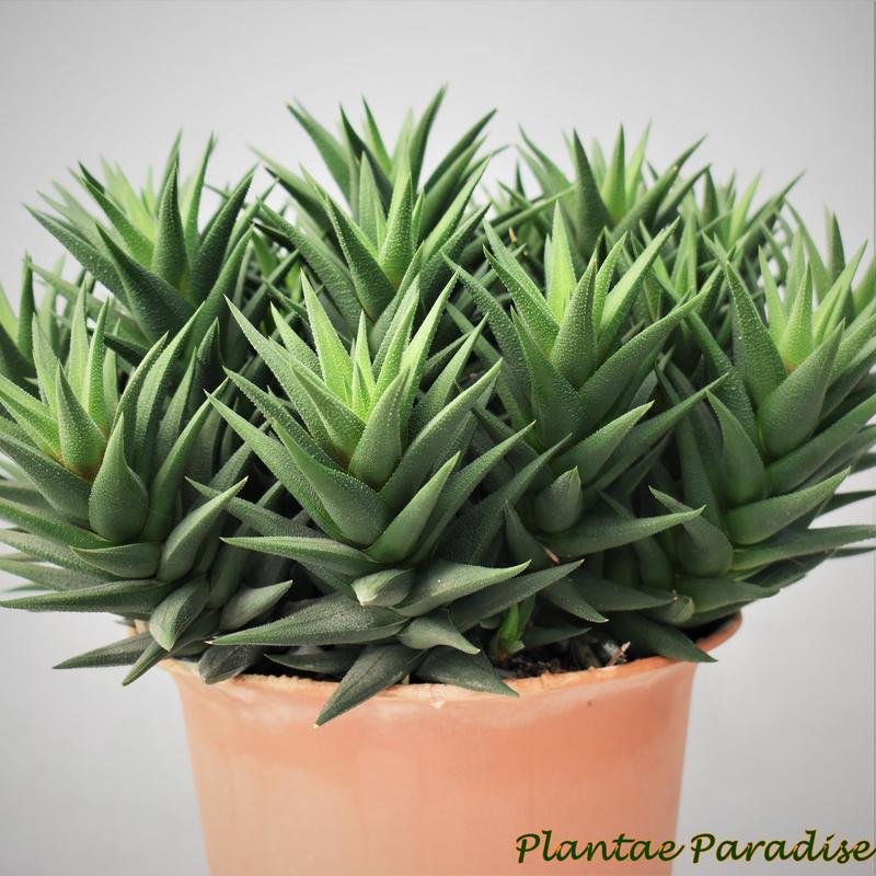 DISPLAY PIC OF SPECIMEN PLANT