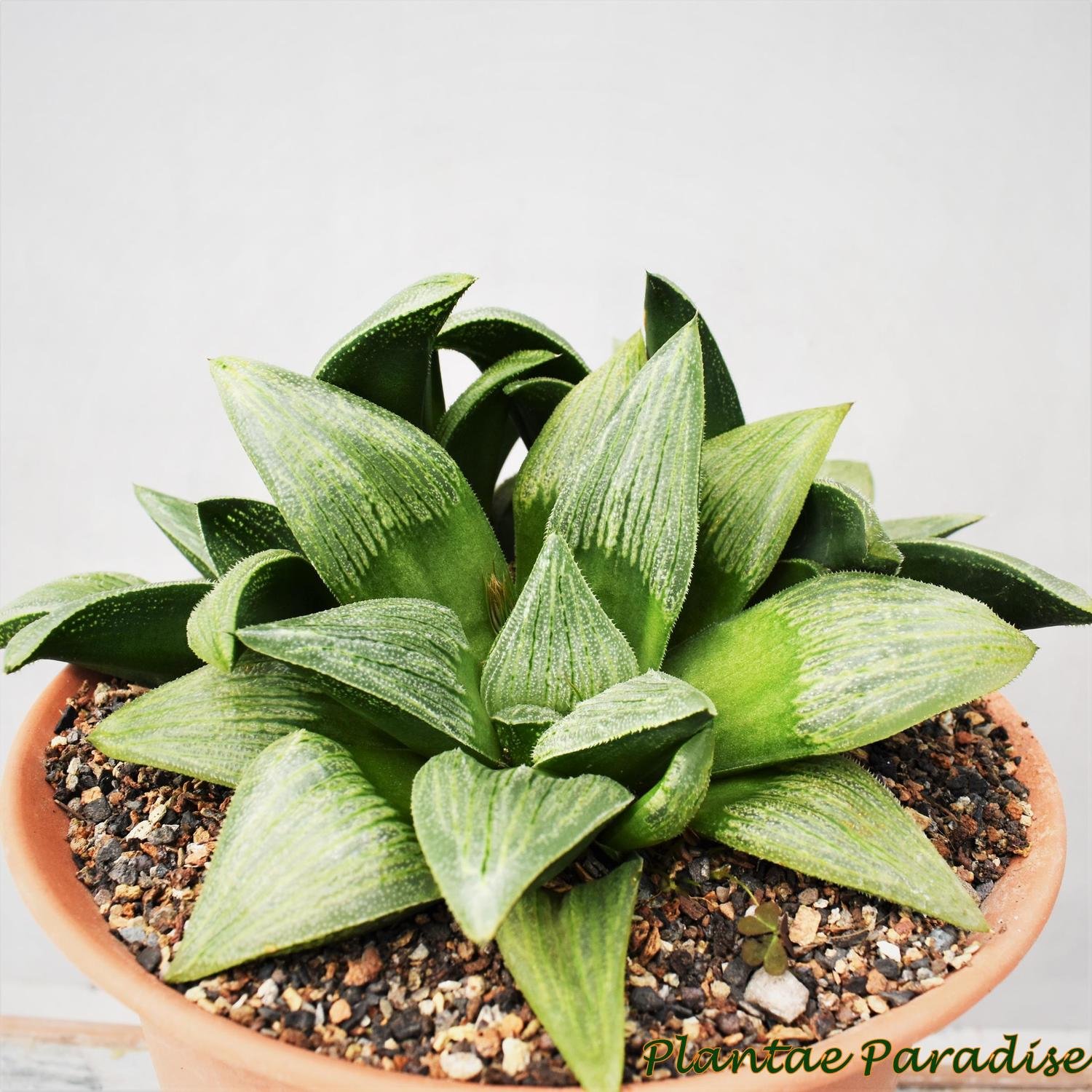 Haworthia