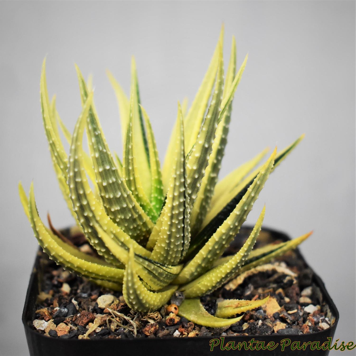 Haworthia pumilla veriegated
