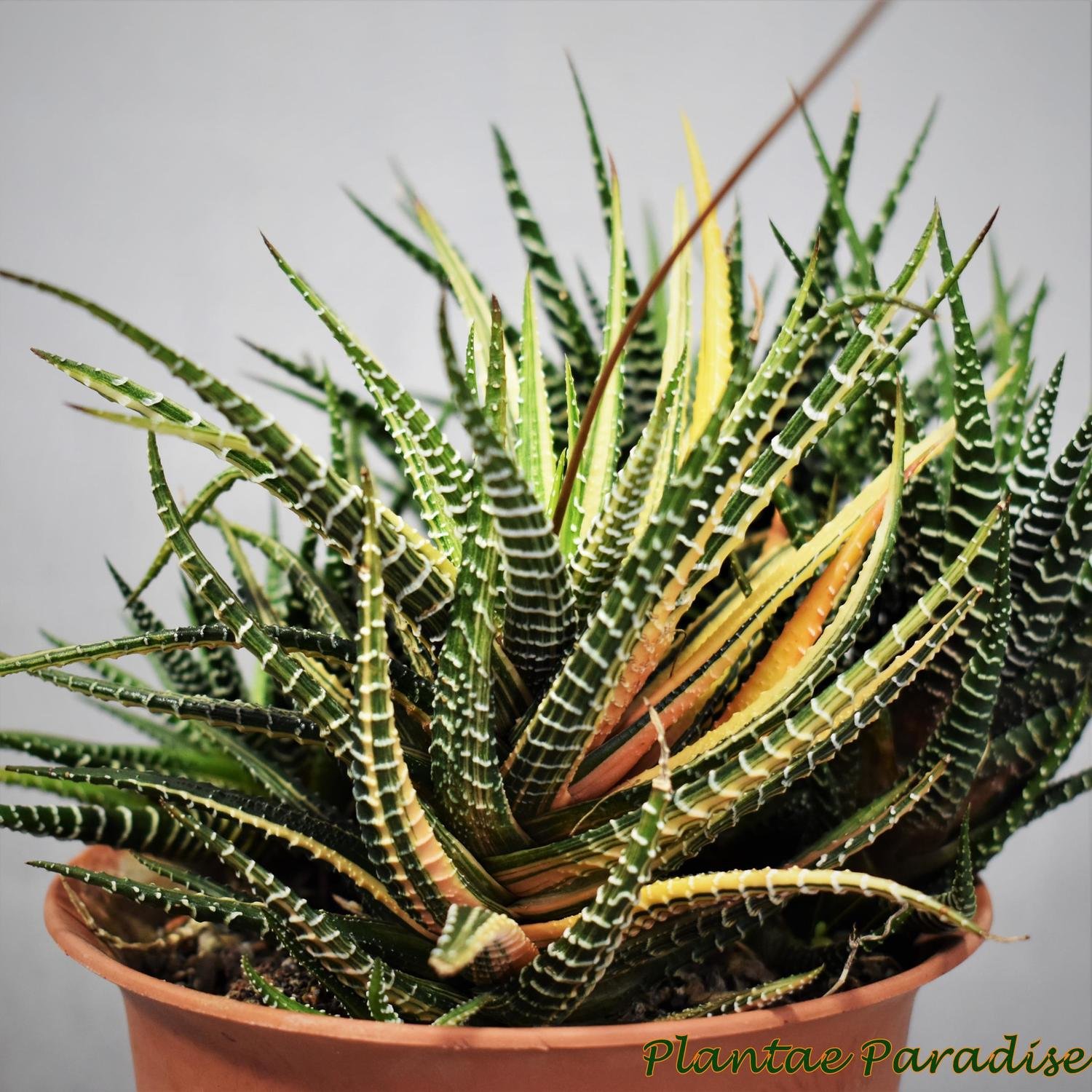 Haworthia attenuata variegated Haworthia attenuata variegated