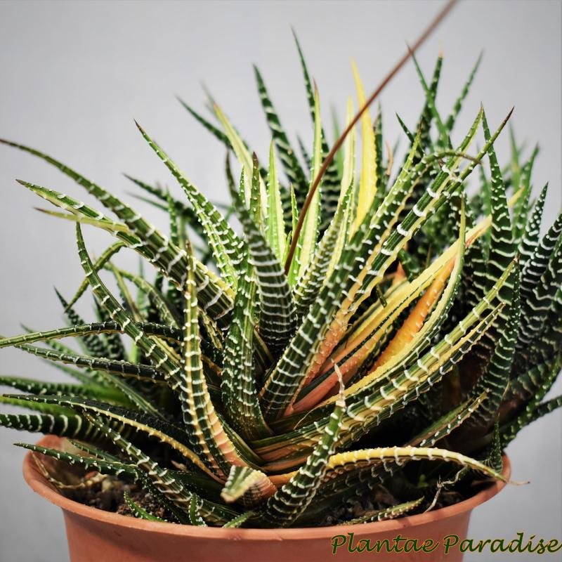 Haworthia attenuata variegated Haworthia attenuata variegated