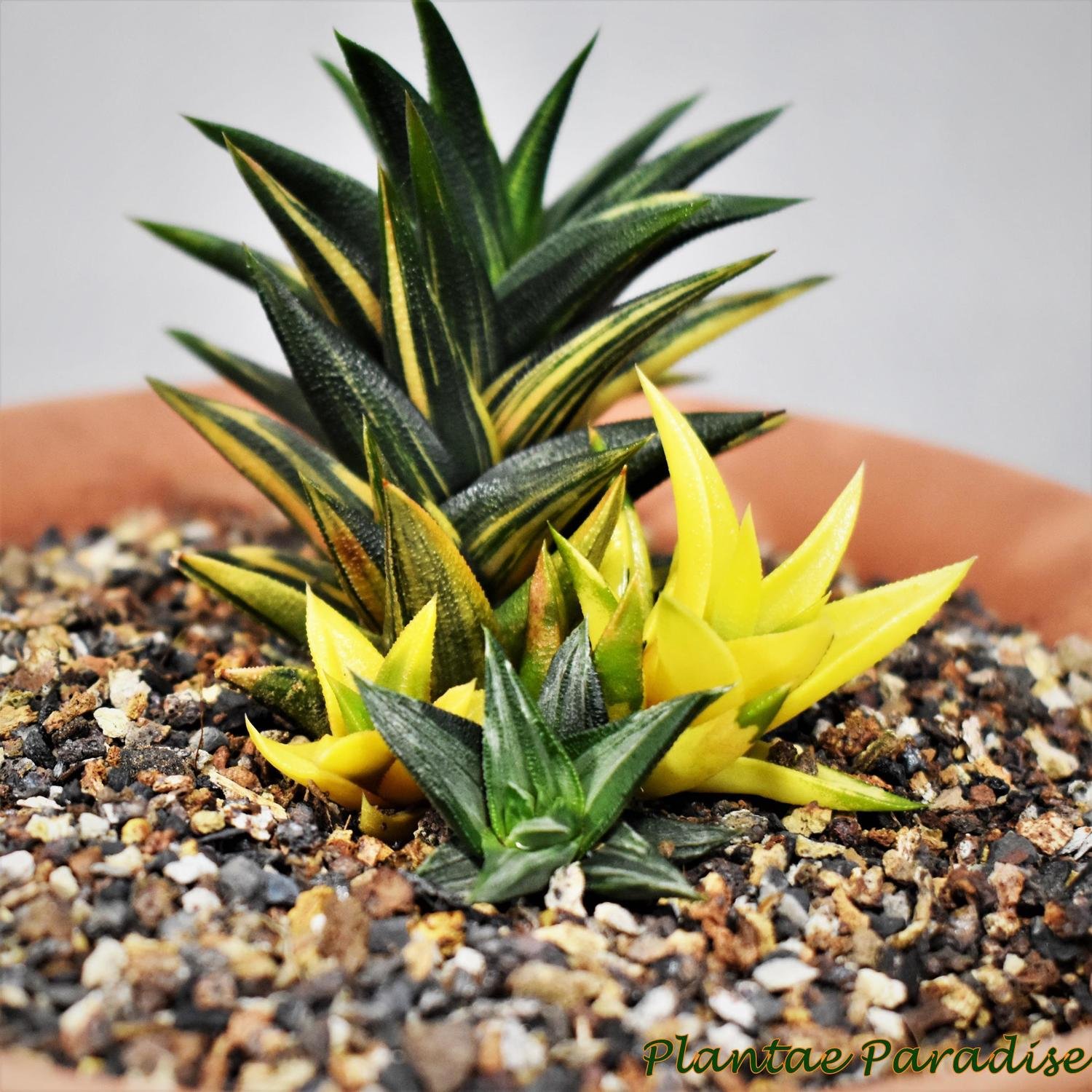 Haworthia