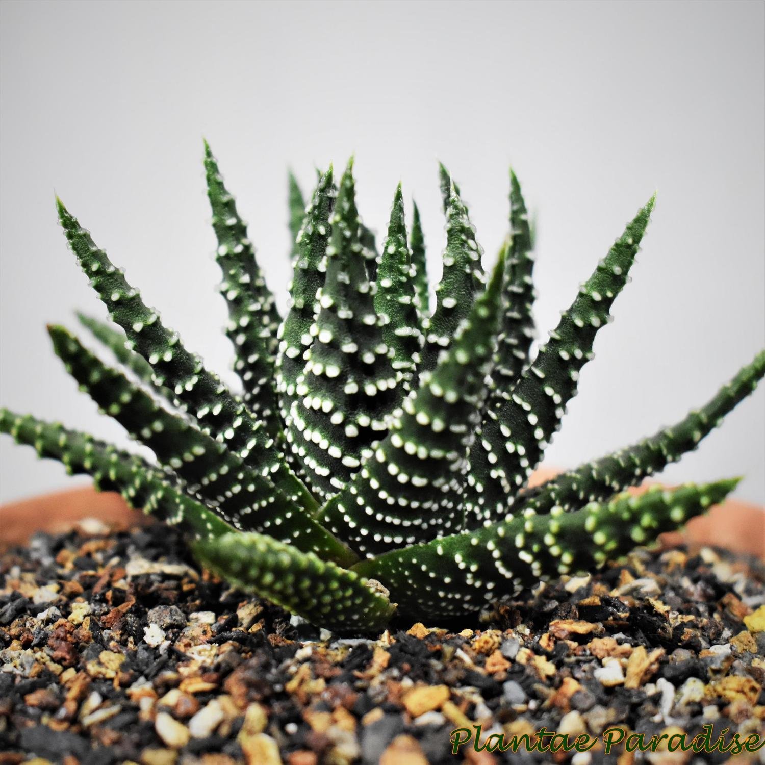 Haworthia pumilla