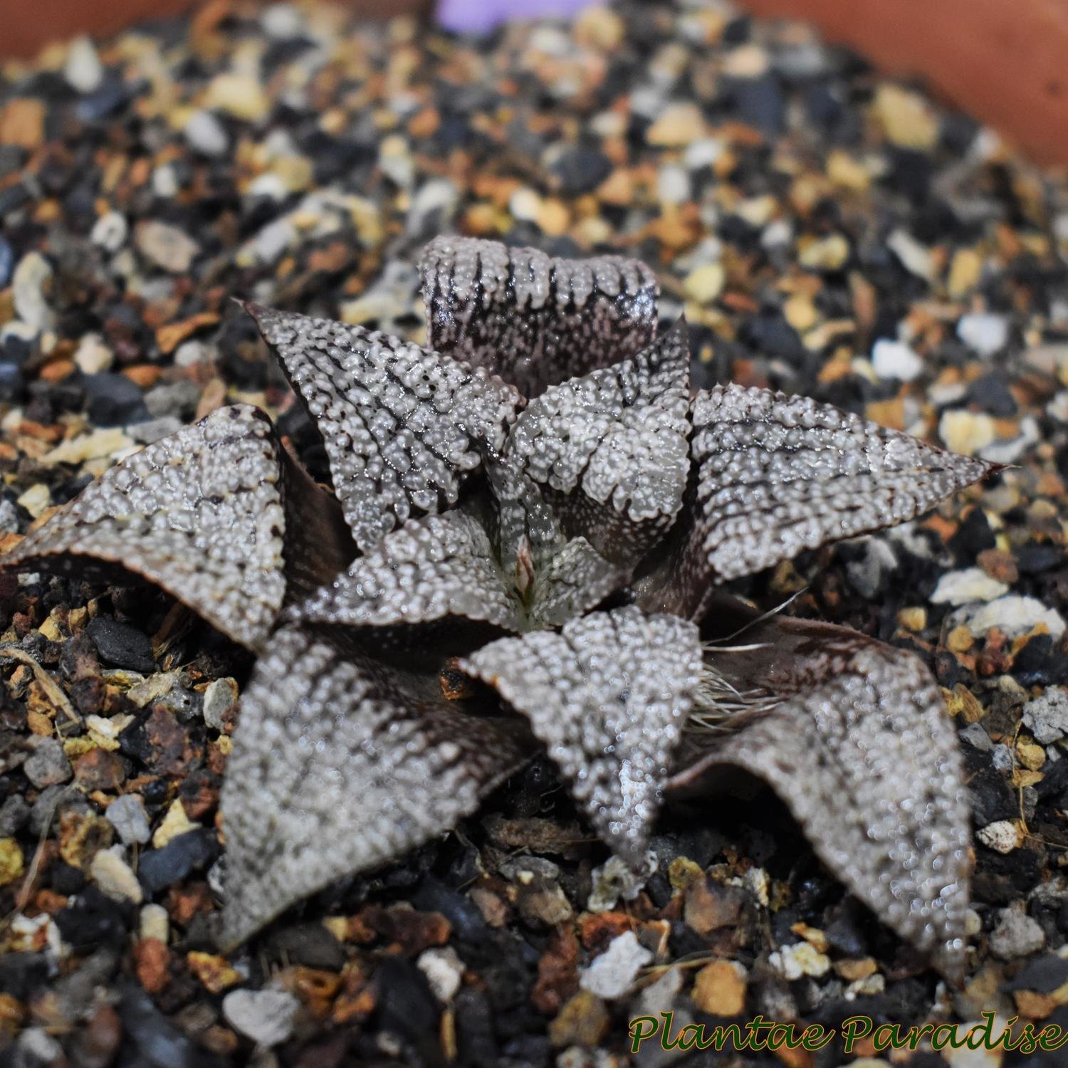 Haworthia