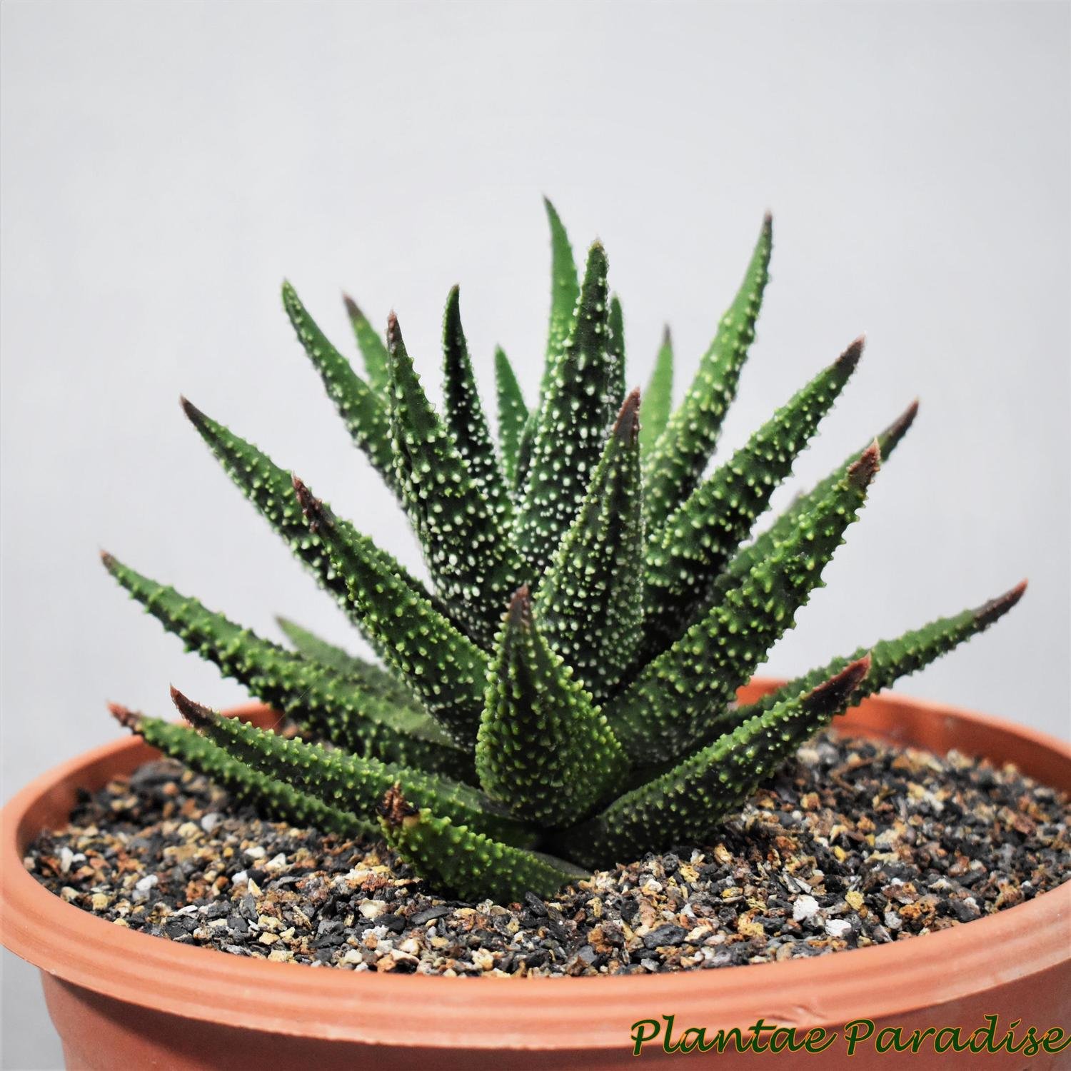 Haworthia pumilla