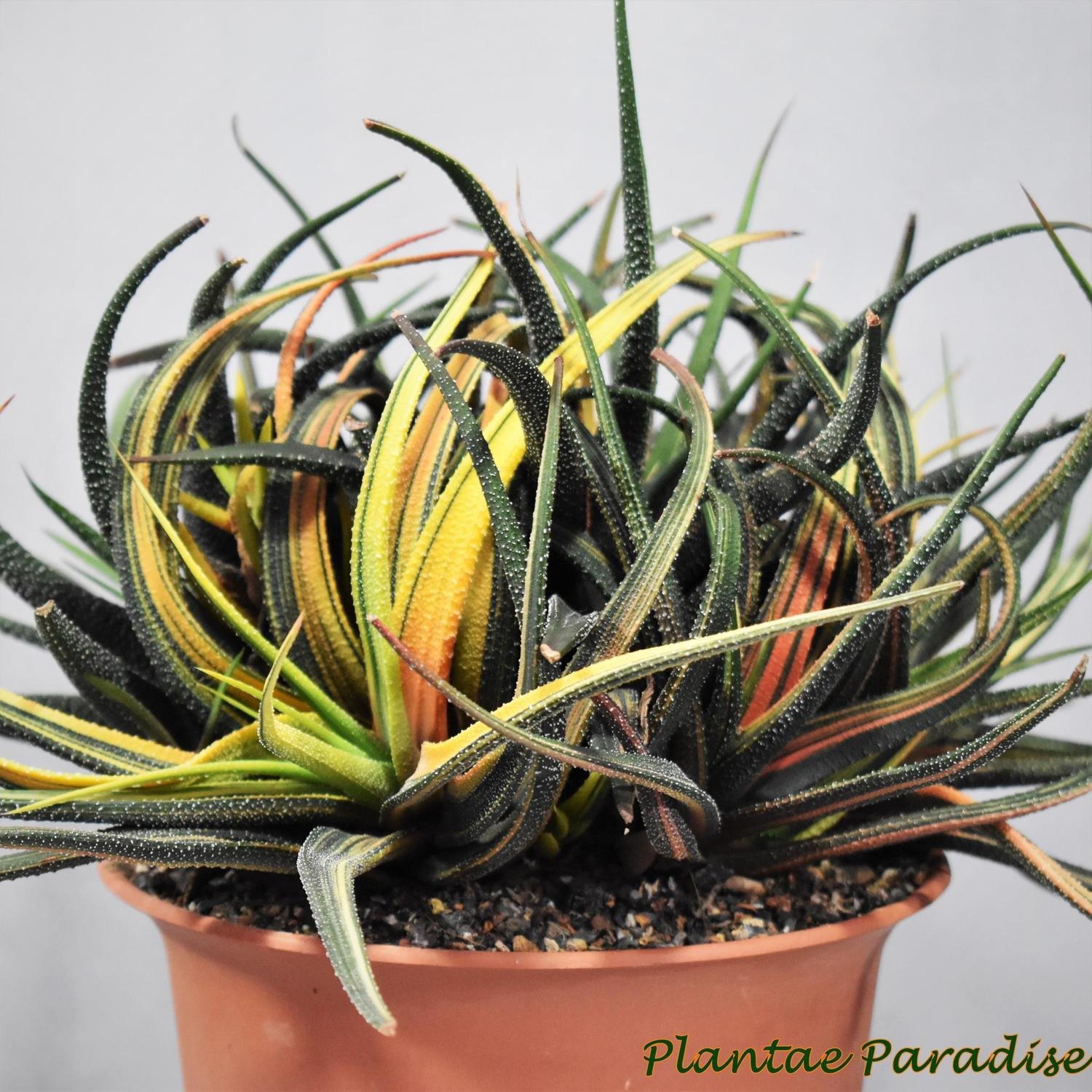 Haworthia radulla variegated