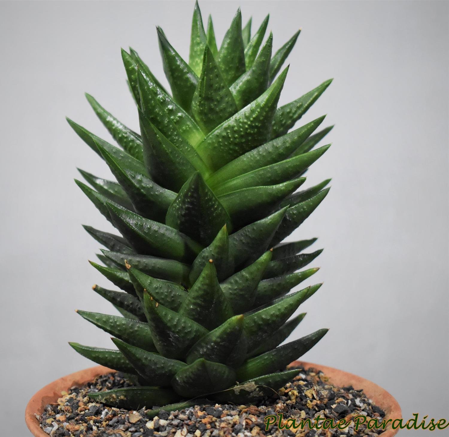 Haworthia