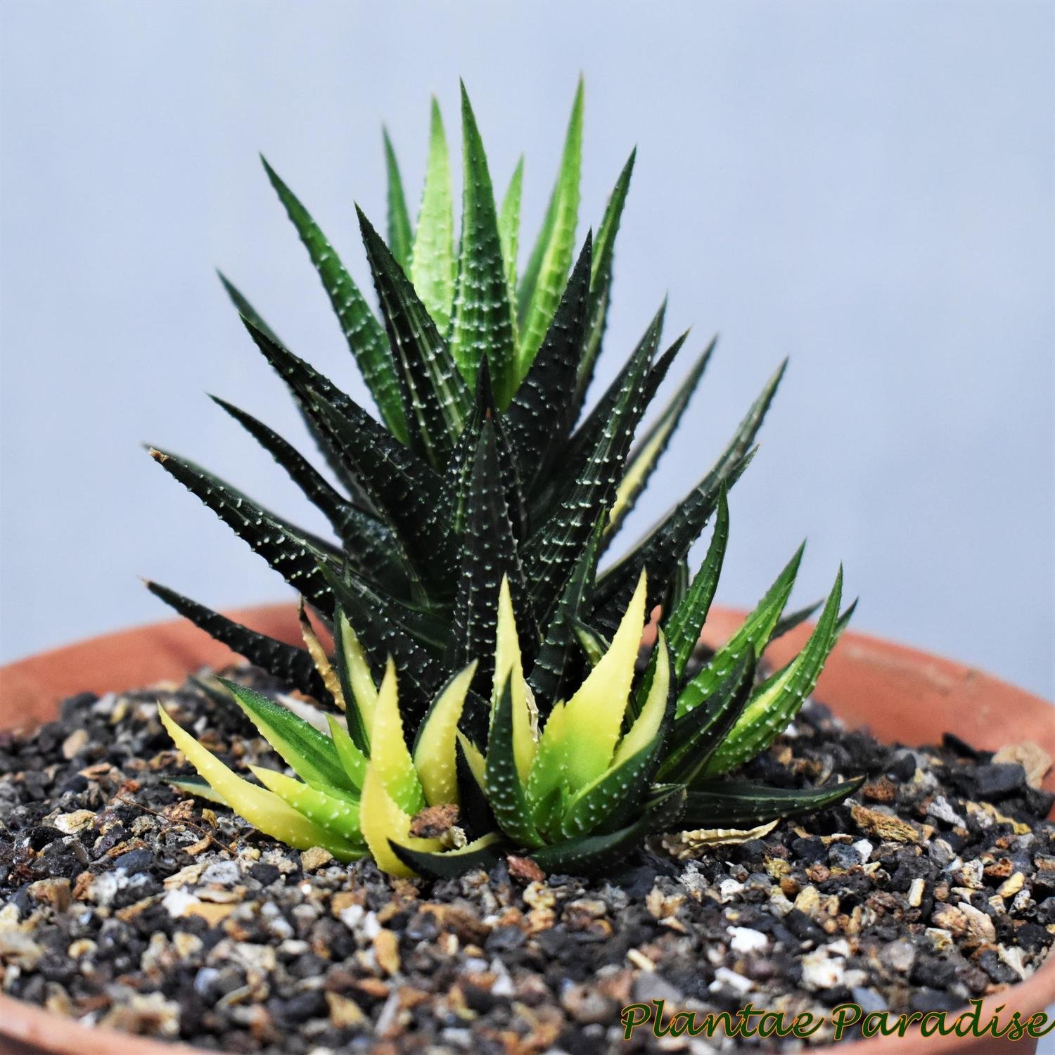 Haworthia Haworthia