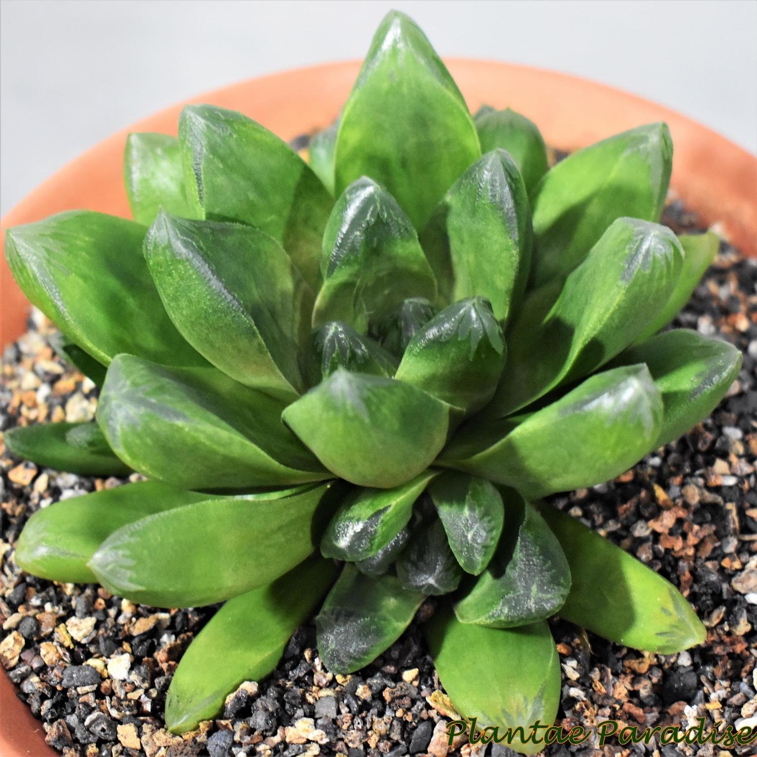 Haworthia