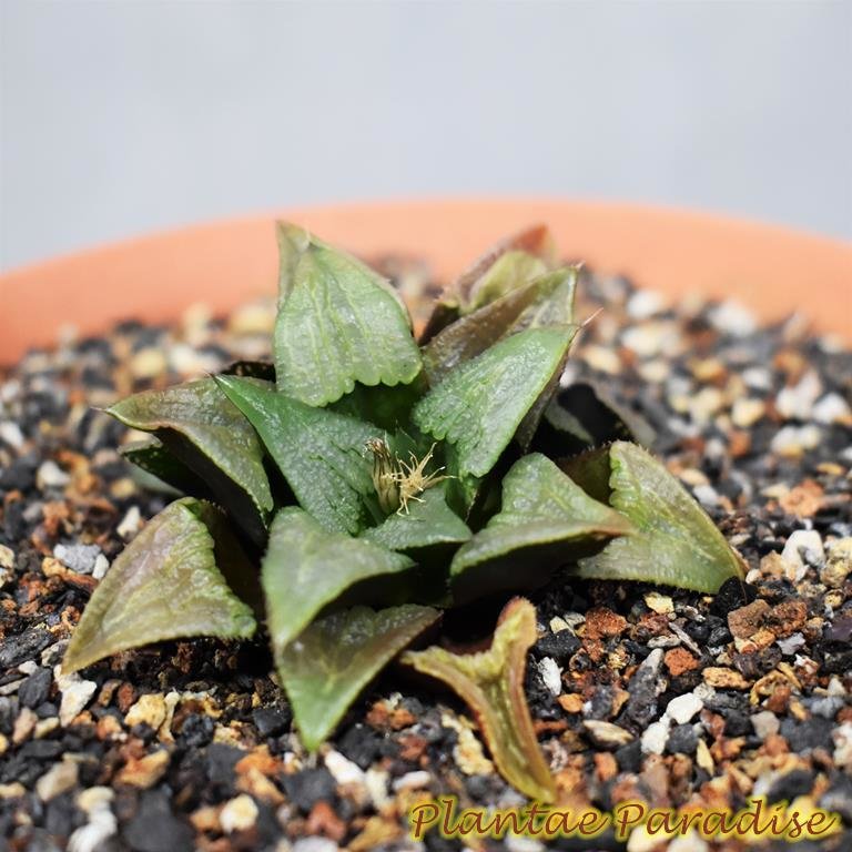 Haworthia