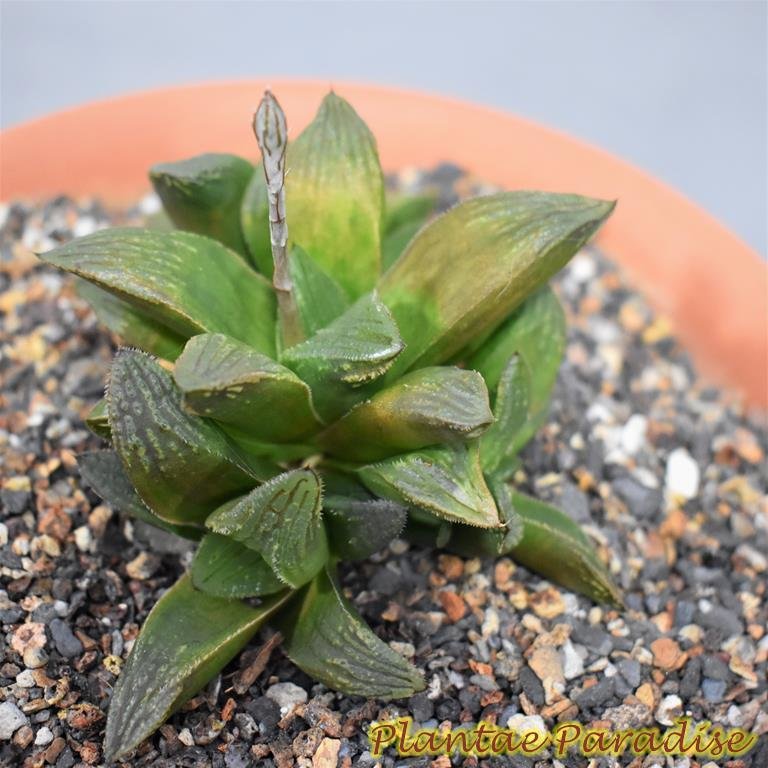Haworthia
