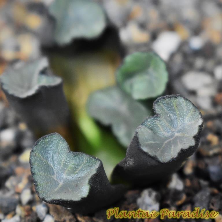 Haworthia truncata cv Maughanii