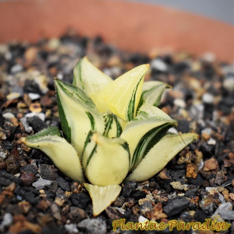 Haworthia (variegated)