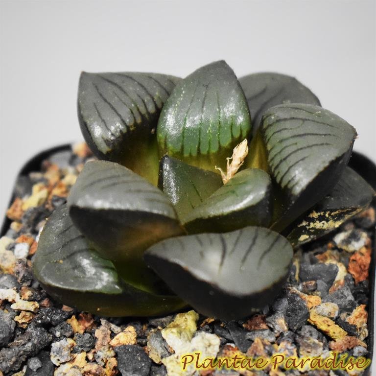Haworthia springbokvlakensis (Jpn hyb) Haworthia springbokvlakensis (Jpn hyb)