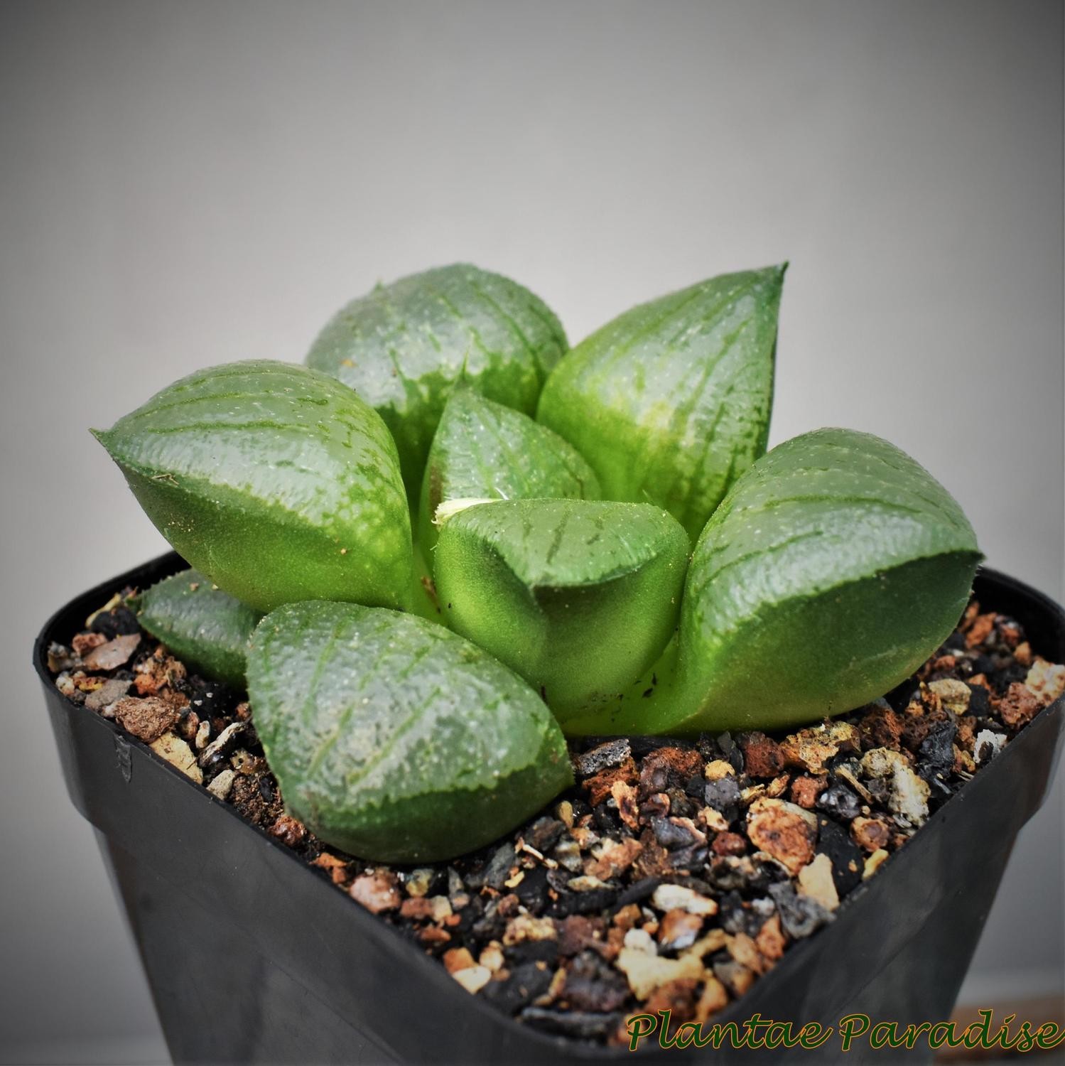 Haworthia bayerii