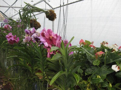 Ornate Orchids