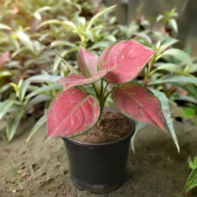Flowering Cactus Plants