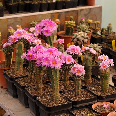 Ariocarpus