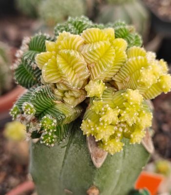 Aztekium