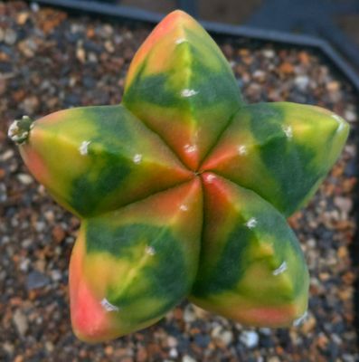 Astrophytum