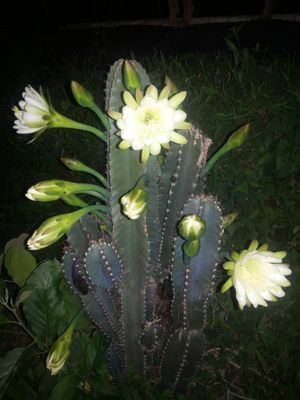 Cereus and other Tall Boys !