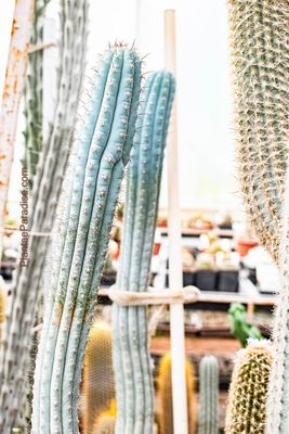 Cipocereus