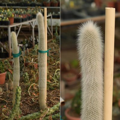 Cleistocactus