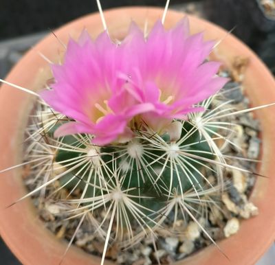 Coryphantha