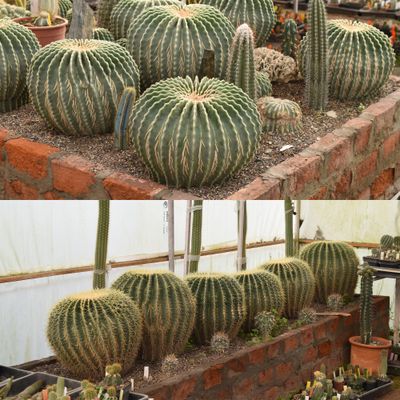 Echinocactus