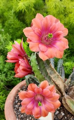Echinocereus