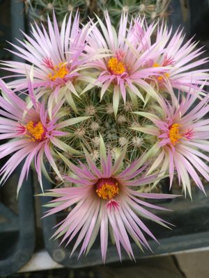 Escobaria