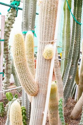 Espostoa