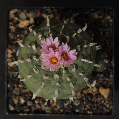 Lophophora