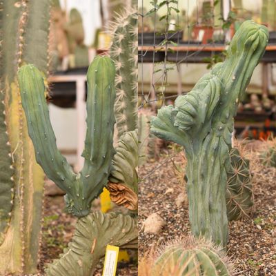 Myrtillocactus