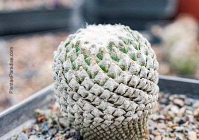 Pelecyphora