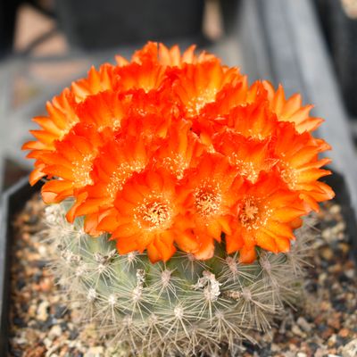 Weingartia