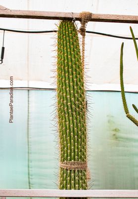 Browningia