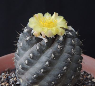 Copiapoa
