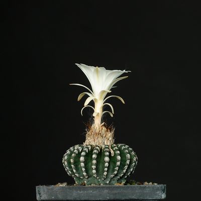 Discocactus