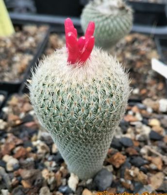Epithelantha