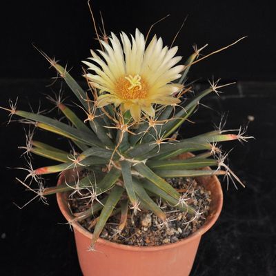 Leuchtenbergia, Ferobergia and Astrobergia