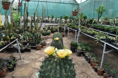 Ferocactus