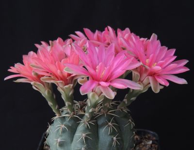 Gymnocalycium