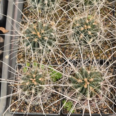 Hamatocactus