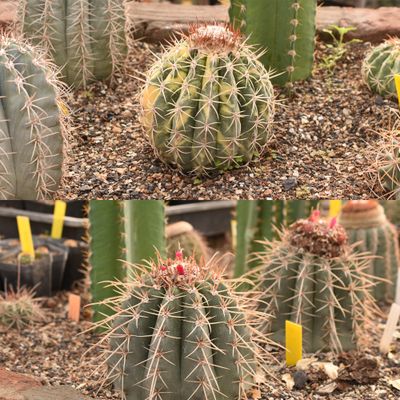 Melocactus